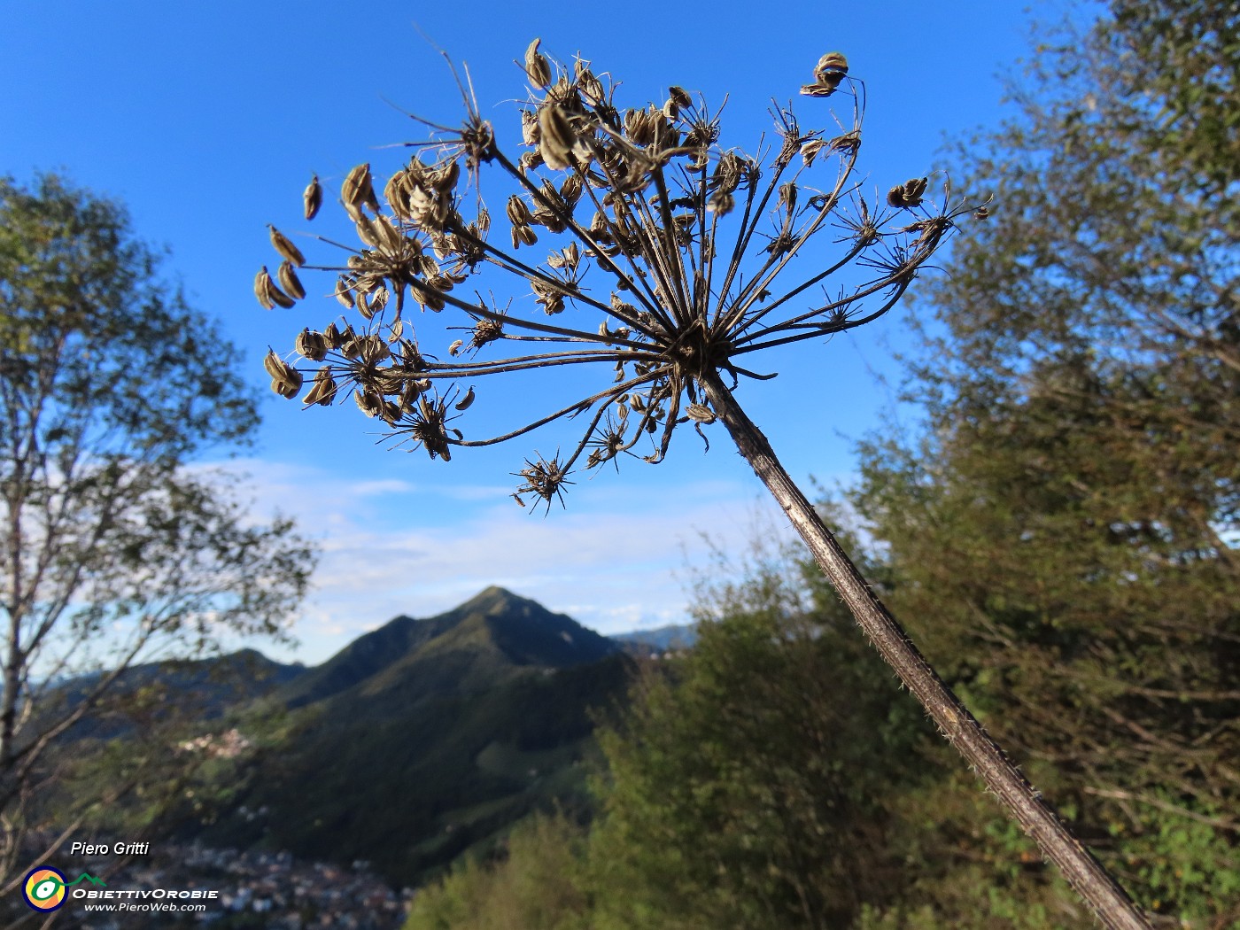 12 Heracleum sphondylium (Panace) con vista verso il Monte Gioco, Serina e Lepreno.JPG